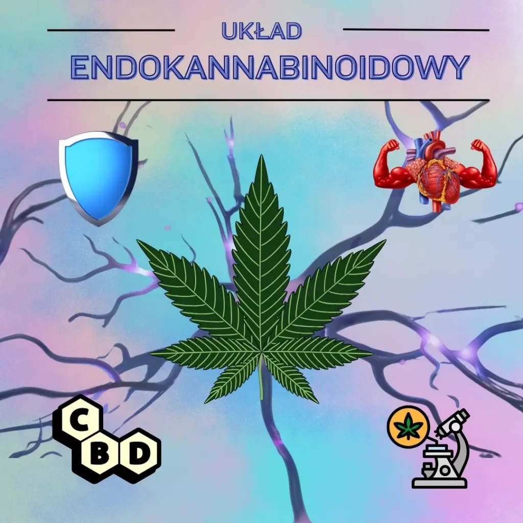 Układ Endokannabinoidowy i Efekt Synergii w Konopiach – Przewodnik po Tajemnicach Twojego Organizmu